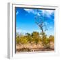 Awesome South Africa Collection Square - Savannah Trees-Philippe Hugonnard-Framed Photographic Print