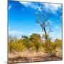 Awesome South Africa Collection Square - Savannah Trees-Philippe Hugonnard-Mounted Photographic Print