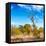 Awesome South Africa Collection Square - Savannah Trees-Philippe Hugonnard-Framed Stretched Canvas