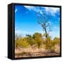 Awesome South Africa Collection Square - Savannah Trees-Philippe Hugonnard-Framed Stretched Canvas