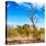 Awesome South Africa Collection Square - Savannah Trees-Philippe Hugonnard-Stretched Canvas