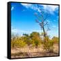 Awesome South Africa Collection Square - Savannah Trees-Philippe Hugonnard-Framed Stretched Canvas