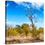 Awesome South Africa Collection Square - Savannah Trees-Philippe Hugonnard-Stretched Canvas