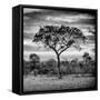 Awesome South Africa Collection Square - Silhouette of Acacia Tree at Sunrise B&W-Philippe Hugonnard-Framed Stretched Canvas