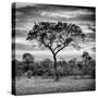 Awesome South Africa Collection Square - Silhouette of Acacia Tree at Sunrise B&W-Philippe Hugonnard-Stretched Canvas