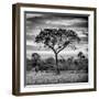 Awesome South Africa Collection Square - Silhouette of Acacia Tree at Sunrise B&W-Philippe Hugonnard-Framed Photographic Print