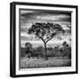 Awesome South Africa Collection Square - Silhouette of Acacia Tree at Sunrise B&W-Philippe Hugonnard-Framed Photographic Print