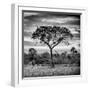 Awesome South Africa Collection Square - Silhouette of Acacia Tree at Sunrise B&W-Philippe Hugonnard-Framed Photographic Print