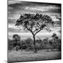 Awesome South Africa Collection Square - Silhouette of Acacia Tree at Sunrise B&W-Philippe Hugonnard-Mounted Photographic Print