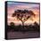 Awesome South Africa Collection Square - Silhouette of Acacia Tree at Sunrise-Philippe Hugonnard-Framed Stretched Canvas