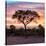 Awesome South Africa Collection Square - Silhouette of Acacia Tree at Sunrise-Philippe Hugonnard-Stretched Canvas