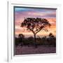 Awesome South Africa Collection Square - Silhouette of Acacia Tree at Sunrise-Philippe Hugonnard-Framed Photographic Print