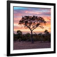 Awesome South Africa Collection Square - Silhouette of Acacia Tree at Sunrise-Philippe Hugonnard-Framed Photographic Print