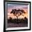 Awesome South Africa Collection Square - Silhouette of Acacia Tree at Sunrise-Philippe Hugonnard-Framed Photographic Print