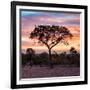 Awesome South Africa Collection Square - Silhouette of Acacia Tree at Sunrise-Philippe Hugonnard-Framed Photographic Print