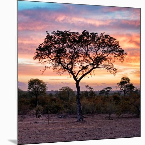 Awesome South Africa Collection Square - Silhouette of Acacia Tree at Sunrise-Philippe Hugonnard-Mounted Photographic Print