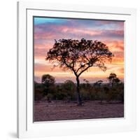 Awesome South Africa Collection Square - Silhouette of Acacia Tree at Sunrise-Philippe Hugonnard-Framed Photographic Print