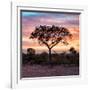 Awesome South Africa Collection Square - Silhouette of Acacia Tree at Sunrise-Philippe Hugonnard-Framed Photographic Print