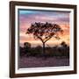 Awesome South Africa Collection Square - Silhouette of Acacia Tree at Sunrise-Philippe Hugonnard-Framed Photographic Print