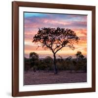 Awesome South Africa Collection Square - Silhouette of Acacia Tree at Sunrise-Philippe Hugonnard-Framed Photographic Print