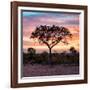 Awesome South Africa Collection Square - Silhouette of Acacia Tree at Sunrise-Philippe Hugonnard-Framed Photographic Print