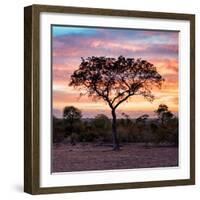 Awesome South Africa Collection Square - Silhouette of Acacia Tree at Sunrise-Philippe Hugonnard-Framed Photographic Print