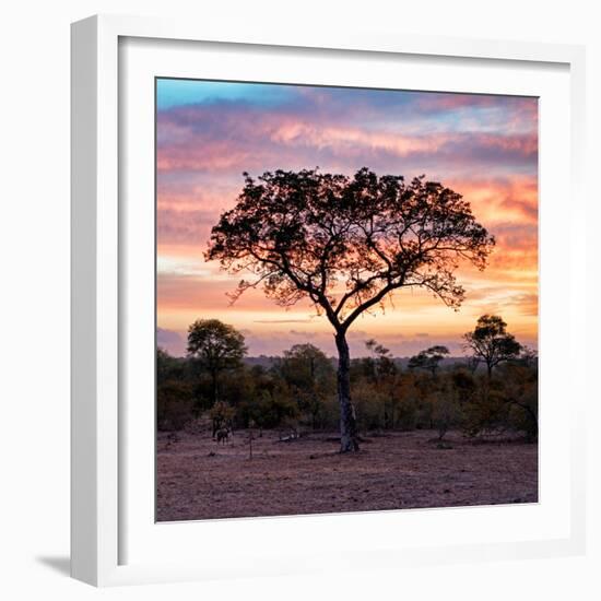 Awesome South Africa Collection Square - Silhouette of Acacia Tree at Sunrise-Philippe Hugonnard-Framed Photographic Print