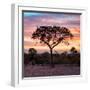 Awesome South Africa Collection Square - Silhouette of Acacia Tree at Sunrise-Philippe Hugonnard-Framed Photographic Print
