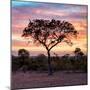Awesome South Africa Collection Square - Silhouette of Acacia Tree at Sunrise-Philippe Hugonnard-Mounted Photographic Print