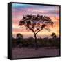 Awesome South Africa Collection Square - Silhouette of Acacia Tree at Sunrise-Philippe Hugonnard-Framed Stretched Canvas