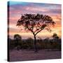 Awesome South Africa Collection Square - Silhouette of Acacia Tree at Sunrise-Philippe Hugonnard-Stretched Canvas