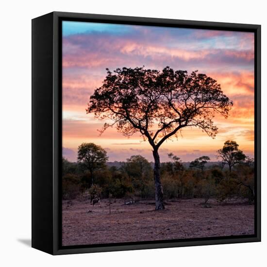 Awesome South Africa Collection Square - Silhouette of Acacia Tree at Sunrise-Philippe Hugonnard-Framed Stretched Canvas