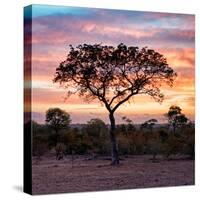 Awesome South Africa Collection Square - Silhouette of Acacia Tree at Sunrise-Philippe Hugonnard-Stretched Canvas