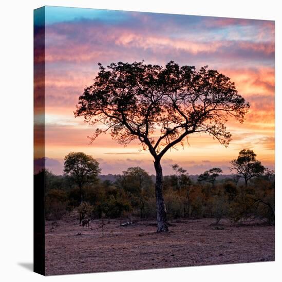 Awesome South Africa Collection Square - Silhouette of Acacia Tree at Sunrise-Philippe Hugonnard-Stretched Canvas