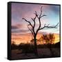 Awesome South Africa Collection Square - Silhouette of Acacia Tree at Sunset-Philippe Hugonnard-Framed Stretched Canvas