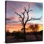 Awesome South Africa Collection Square - Silhouette of Acacia Tree at Sunset-Philippe Hugonnard-Stretched Canvas
