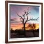 Awesome South Africa Collection Square - Silhouette of Acacia Tree at Sunset-Philippe Hugonnard-Framed Photographic Print