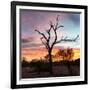 Awesome South Africa Collection Square - Silhouette of Acacia Tree at Sunset-Philippe Hugonnard-Framed Photographic Print