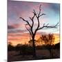 Awesome South Africa Collection Square - Silhouette of Acacia Tree at Sunset-Philippe Hugonnard-Mounted Photographic Print