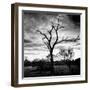 Awesome South Africa Collection Square - Silhouette of Acacia Tree B&W-Philippe Hugonnard-Framed Photographic Print