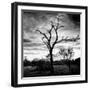 Awesome South Africa Collection Square - Silhouette of Acacia Tree B&W-Philippe Hugonnard-Framed Photographic Print