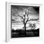 Awesome South Africa Collection Square - Silhouette of Acacia Tree B&W-Philippe Hugonnard-Framed Photographic Print