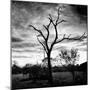 Awesome South Africa Collection Square - Silhouette of Acacia Tree B&W-Philippe Hugonnard-Mounted Photographic Print