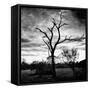 Awesome South Africa Collection Square - Silhouette of Acacia Tree B&W-Philippe Hugonnard-Framed Stretched Canvas