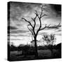 Awesome South Africa Collection Square - Silhouette of Acacia Tree B&W-Philippe Hugonnard-Stretched Canvas