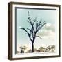 Awesome South Africa Collection Square - Silhouette of Acacia Tree II-Philippe Hugonnard-Framed Photographic Print