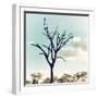 Awesome South Africa Collection Square - Silhouette of Acacia Tree II-Philippe Hugonnard-Framed Photographic Print