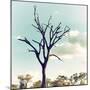 Awesome South Africa Collection Square - Silhouette of Acacia Tree II-Philippe Hugonnard-Mounted Photographic Print