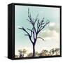 Awesome South Africa Collection Square - Silhouette of Acacia Tree II-Philippe Hugonnard-Framed Stretched Canvas