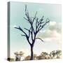 Awesome South Africa Collection Square - Silhouette of Acacia Tree II-Philippe Hugonnard-Stretched Canvas